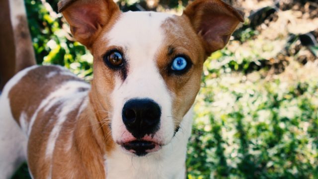 犬の角膜炎について
