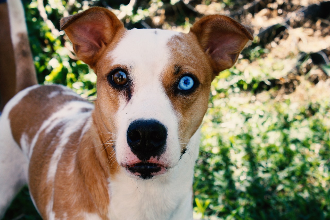 犬の角膜炎について